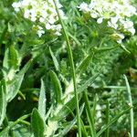 Lepidium heterophyllum Feuille