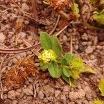Acanthospermum australe Floro