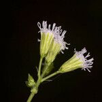 Fleischmannia incarnata Flower