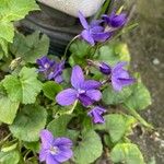 Viola sororia ফুল