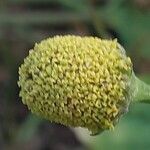 Acmella oleracea Flower