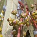 Eucalyptus camaldulensis Frugt