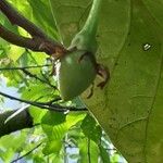 Solanum betaceum Fruit