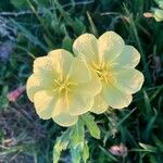 Oenothera drummondii फूल