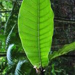 Pycnandra wagapensis Leaf