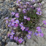 Malcolmia flexuosa Habitus