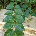 Jasminum auriculatum Leaf
