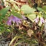 Campanula tracheliumFlower