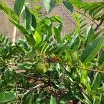 Annona glabra Leaf