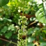 Itea ilicifolia Кветка