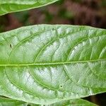 Cestrum microcalyx Deilen