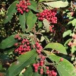 Cotoneaster frigidus Folha