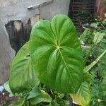 Anthurium faustomirandae Листок