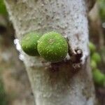 Ficus lateriflora Fruct