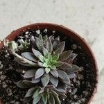 Graptopetalum rusbyi ഇല