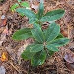 Kalmia angustifoliaLeaf