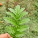 Argentina anserina Leaf