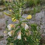 Oenothera glaziovianaBlüte