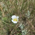 Calochortus gunnisonii Λουλούδι