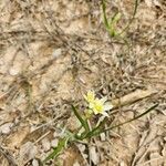 Nothoscordum bivalve ফুল