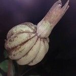 Rothmannia whitfieldii Fruit