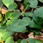 Asarum cardiophyllum