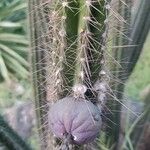 Pilosocereus leucocephalus Fruit