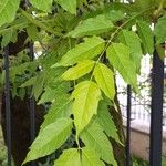 Ailanthus altissima Lehti