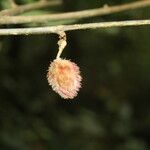 Sloanea brenesii Fruit