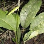 Spathiphyllum fulvovirens 叶