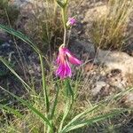 Gladiolus italicus عادت داشتن