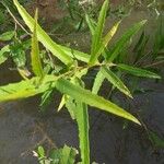 Caperonia castaneifolia Fuelha
