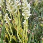 Spiranthes romanzoffiana Leaf