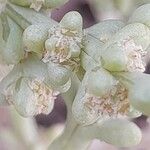 Salsola setifera Flor