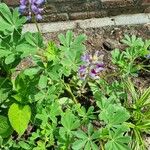 Lupinus succulentus Flower