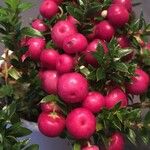 Gaultheria mucronata Fruit