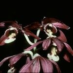 Phaius pulchellus Flower