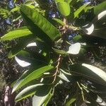 Ficus salicifolia Hoja