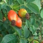 Rosa corymbifera Fruto