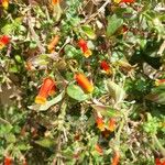 Manettia luteorubra Hábito