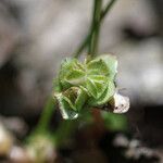 Elatine brochonii Flower