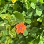 Lysimachia arvensis Blüte