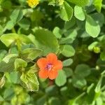 Lysimachia arvensis Flower