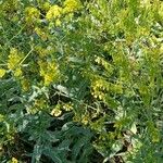 Isatis tinctoria Συνήθη χαρακτηριστικά