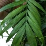 Trachycarpus fortunei Leaf