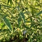 Salvia azurea Leaf