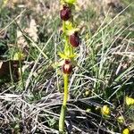 Ophrys arachnitiformis Yeri