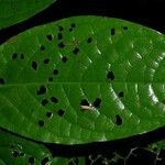 Piper corozalanum Leaf