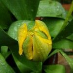 Tulipa sylvestris Blüte