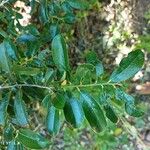 Grangeria borbonica Leaf